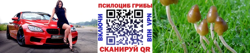 Псилоцибиновые грибы Cubensis  Петухово 